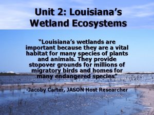 Unit 2 Louisianas Wetland Ecosystems Louisianas wetlands are