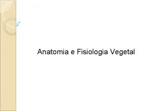 Anatomia e Fisiologia Vegetal 1 Raiz rgo especializado