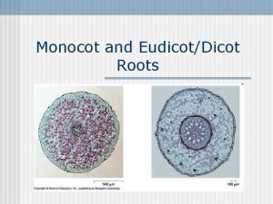 Monocot and EudicotDicot Roots Roots below ground The