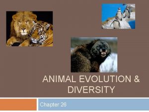 ANIMAL EVOLUTION DIVERSITY Chapter 26 Nonchordate Invertebrates Sponges