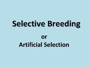 Selective Breeding or Artificial Selection Selective Breeding The