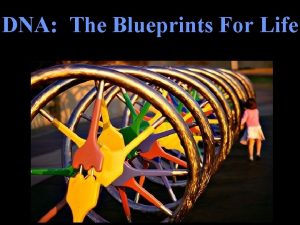 DNA The Blueprints For Life 10 2 Genetic