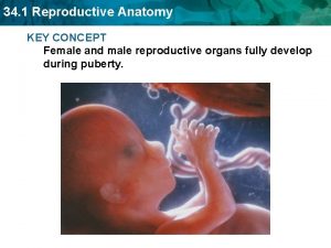 34 1 Reproductive Anatomy KEY CONCEPT Female and