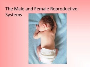 The Male and Female Reproductive Systems An ovum
