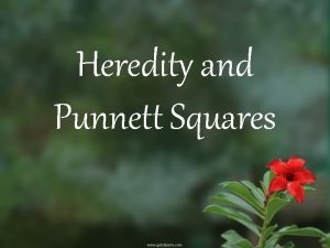 Heredity and Punnett Squares Gregor Mendel Father of
