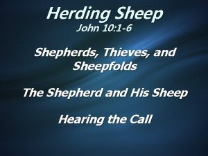 Herding Sheep John 10 1 6 Shepherds Thieves