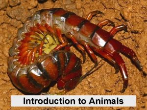 Introduction to Animals INTRODUCTION TO ANIMALS Most diverse