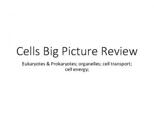Cells Big Picture Review Eukaryotes Prokaryotes organelles cell