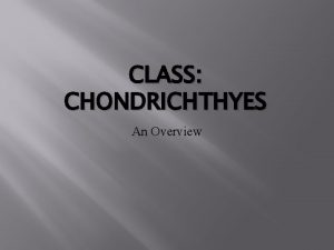 CLASS CHONDRICHTHYES An Overview Chondrichthyes Are jawed cartilaginous