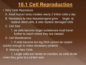 10 1 Cell Reproduction I Why Cells Reproduce