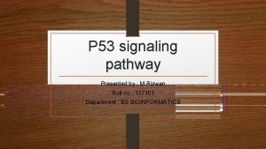 P 53 signaling pathway Presented by M Rizwan