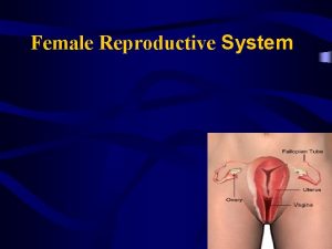 Female Reproductive System Female Reproductive System Section 1