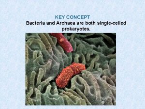 KEY CONCEPT Bacteria and Archaea are both singlecelled