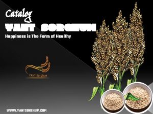 Catalog YANT SORGHUM Happiness is The Form of