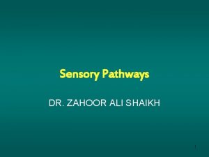 Sensory Pathways DR ZAHOOR ALI SHAIKH 1 Before