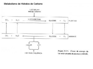 Metabolismo de Hidratos de Carbono Equilbrio dinmico do