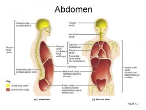 Abdomen Figure 1 9 Abdominal Wall Surface Anatomy