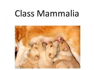 Class Mammalia General Characteristics Bilaterally symmetrical Mammary glands