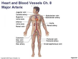 Heart and Blood Vessels Ch 8 Major Arteries