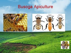 Busoga Apiculture Apiculture Bee keeping The farming of