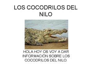 LOS COCODRILOS DEL NILO HOLA HOY OS VOY
