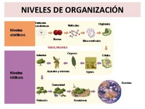 NIVELES DE ORGANIZACIN VIRUS PRIONES CARACTERSTICAS DEL SER