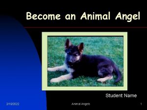 Become an Animal Angel Student Name 2102022 Animal