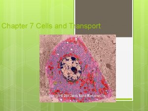 Chapter 7 Cells and Transport Hooke 1665 Observed