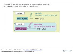 Figure 1 Schematic representation of the subcellular localization