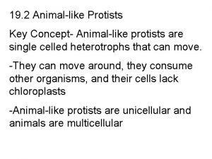 19 2 Animallike Protists Key Concept Animallike protists