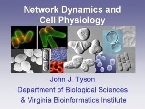Network Dynamics and Cell Physiology John J Tyson