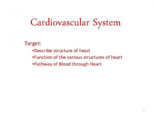 Cardiovascular System Target Describe structure of heart Function