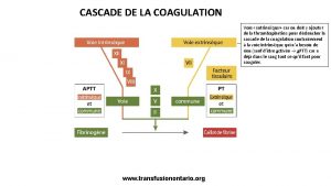 CASCADE DE LA COAGULATION Voie extrinsque car on