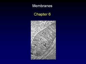 Membranes Chapter 6 Outline Phospholipid Bilayer Fluid Mosaic