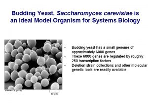 Budding Yeast Saccharomyces cerevisiae is an Ideal Model