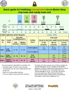 Quick guide for fertilizing transplanted rice in Bohol