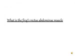 What is the frogs rectus abdominus muscle Frog