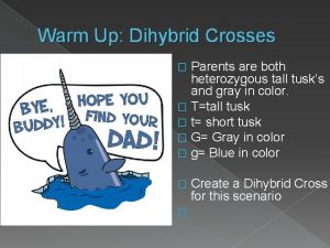 Warm Up Dihybrid Crosses Parents are both heterozygous