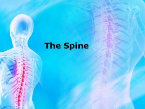 The Spine Boney Anatomy Bones 33 vertebrae from