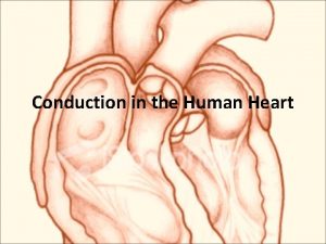 Conduction in the Human Heart How a Heart