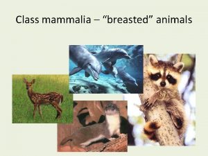 Class mammalia breasted animals Mammalogy study of mammals