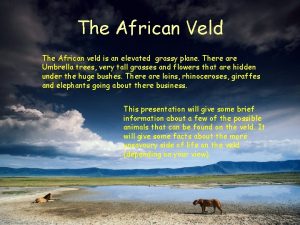 The African Veld The African veld is an