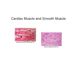 Cardiac Muscle and Smooth Muscle http classconnection s