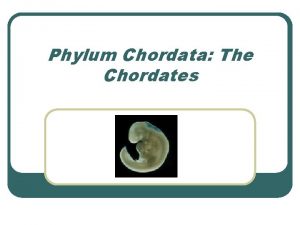 Phylum Chordata The Chordates Characteristics Common to all