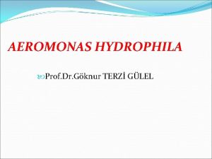 AEROMONAS HYDROPHILA Prof Dr Gknur TERZ GLEL Giri