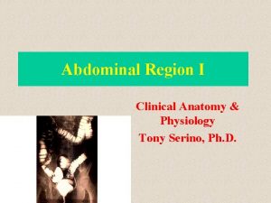 Abdominal Region I Clinical Anatomy Physiology Tony Serino