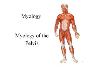 Myology of the Pelvis 1 Pelvic Girdle Pelvic
