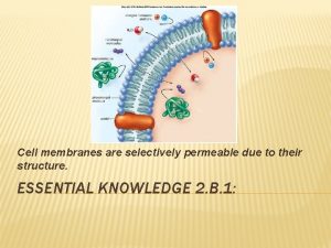 Cell membranes are selectively permeable due to their