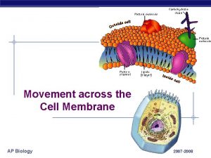 Movement across the Cell Membrane AP Biology 2007