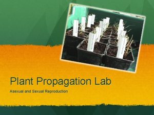 Plant Propagation Lab Asexual and Sexual Reproduction Purpose